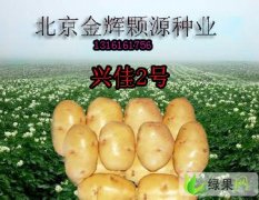 北京土豆种子：北京大张金正