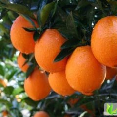 湖北兴山纽荷尔：南阳镇余顺存