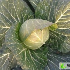 湖北钟祥旺旺甘蓝