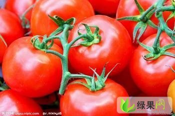 山东岱岳大棚粉红西红柿