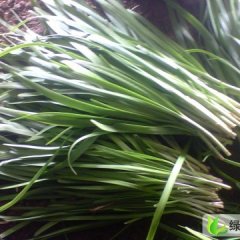 河北故城 建国镇富生韭菜：南藏