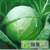 湖北荆州区旺旺甘蓝：岑河杨明