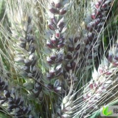 山东台儿庄黑小麦出售