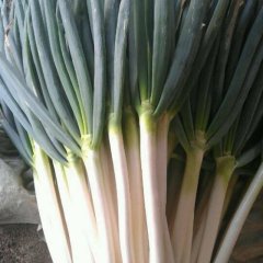 山东平度铁杆大葱：张戈庄曲世波