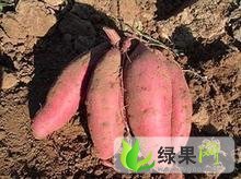 山东东港济薯5号：三庄王朱林