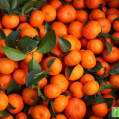 广西武鸣沙糖桔：双桥武鸣老黄