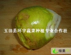 腌制品芥菜疙瘩咸菜.河北唐山玉田环宇蔬菜合作社