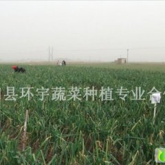 唐山市玉田县大葱产地 冬储毛葱 大吨位供应中