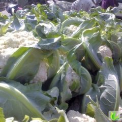 山东肥城雪玉：王庄镇郭启银