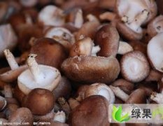 河北馆陶常年种植香菇秀珍菇
