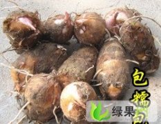 江西玉山红芽芋头：从事批发十多年