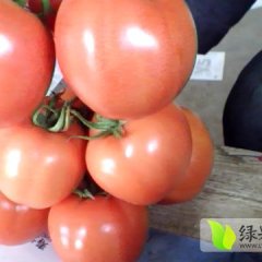 山东费县硬粉西红柿：薛庄镇李永亮