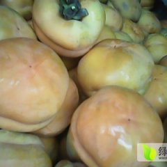 大柿子价格一降再降