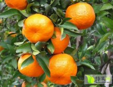 2015年新鲜柑橘现大量上市价格5毛./斤
