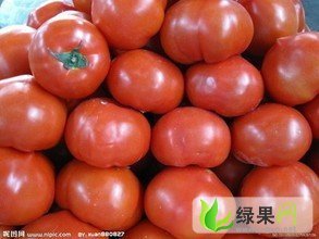 山东岱岳粉迪尼217西红柿：房村蔬菜代办