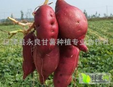 供应河南延津县 商薯19 红薯 优质红薯 脱毒甘