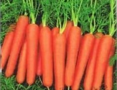 河南宛城金华万亩三红胡萝卜已开始大量上市