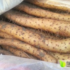 山东平度麻山药：兰底镇陈中旭