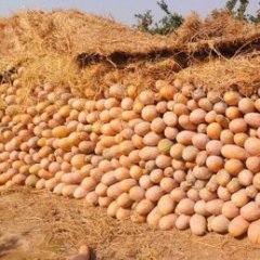 湖北石首密本南瓜：小河口镇李生