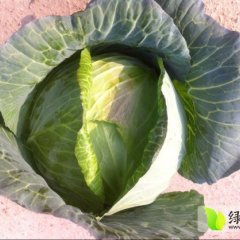 湖北嘉鱼绿圆甘蓝：潘家湾石龙