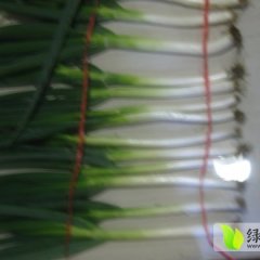 山东滕州铁杆大葱：姜屯镇刘琦