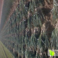 山东平度铁杆大葱：张戈庄镇位学福