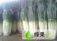 山东安丘铁杆大葱价格低，品种全，质量保证