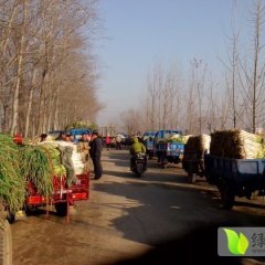 山东昌邑长白大葱：大章西村王桂芳