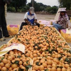 广西武鸣沙糖桔：双桥镇黄韦