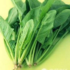 山东高青富硒小叶菠菜:花沟镇张成学