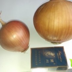 甘肃玉门黄皮洋葱：新市区乔宏