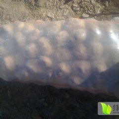  专业收小土豆，克新，荷兰