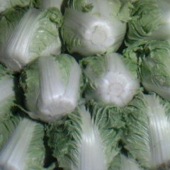 河南博爱秦白2号：孝敬镇余国亮