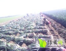 河南新野铁杆大葱：樊集乡刘炳云