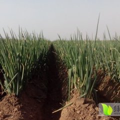 山东昌邑章丘大葱：大章蔬王桂芳
