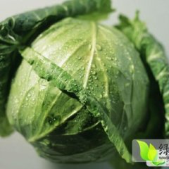 湖北嘉鱼1014甘蓝：潘家湾石龙