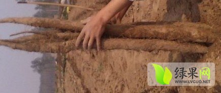 江西南城山药：里塔钢子