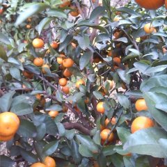 广西钟山沙糖桔：石龙镇钟生