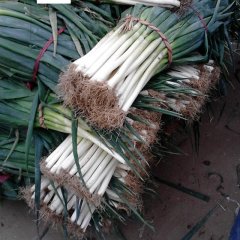 山东安丘铁杆大葱：赵戈镇楚晓东