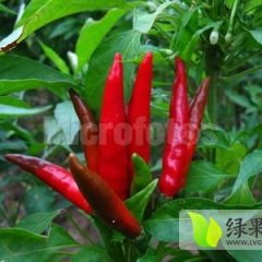 辽宁凌海三樱椒六号：建业乡胡鹏