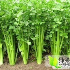 山东济阳美国西芹：曲堤镇张先生