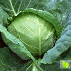 河南新野扁圆包菜：新野蔬詹永定