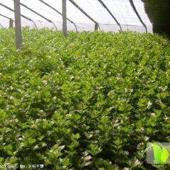 山东禹城美国西芹：