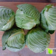 湖北嘉鱼中甘21甘蓝：潘家湾杨勇