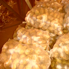 内蒙古牙克石荷兰七