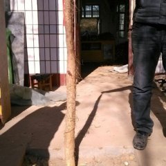 河北临漳山药：电话18230264545