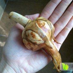 广东番禺水生蔬菜：“慈姑”现已上市利薄多销