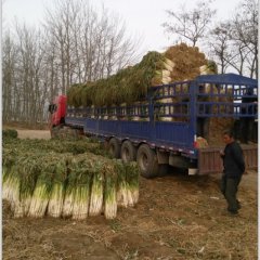 山东昌邑长白大葱：围子镇高星欣