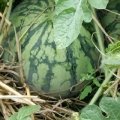 安徽太和麒麟西瓜：原墙镇赵虎