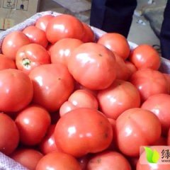 山东费县硬粉：薛庄镇李印传